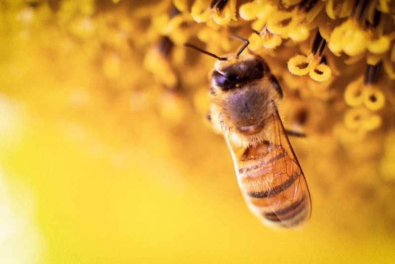 Április 20. a méhek világnapja